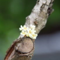 Die ersten Osmanthus-Blüten