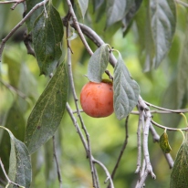 Zunächst durch landwirtschaftlich geprägtes Gelände: hier eine Kaki-Frucht am Baum.