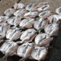 Fische trocknen am Straßenrand